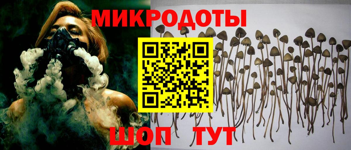 Галлюциногенные грибы Psilocybe Конаково